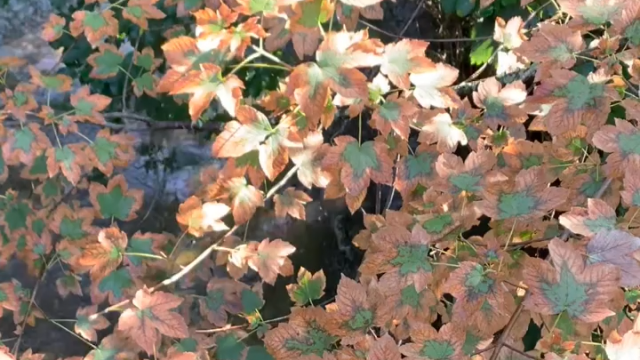 Waldtag mit Waldpaedagogen in Kalksburg